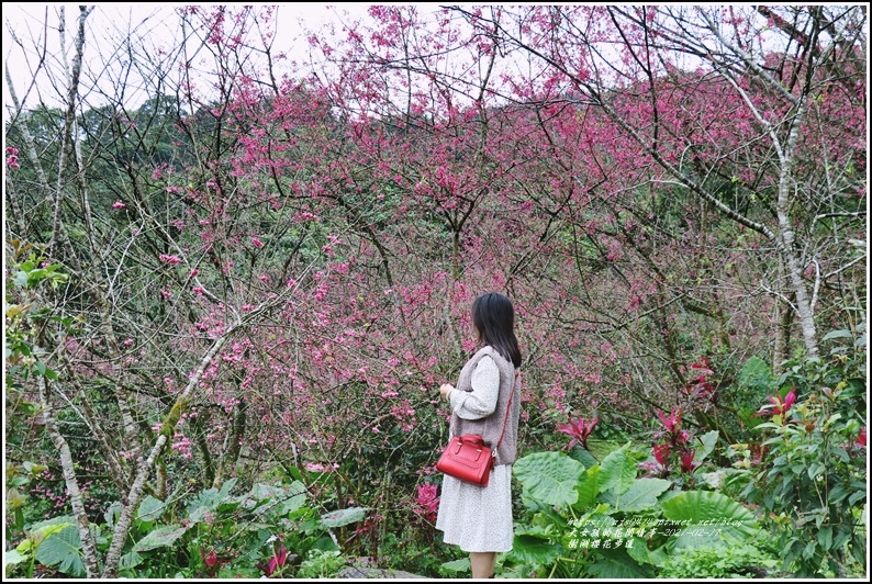 樹湖櫻花步道-2021-02-33.jpg