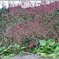 樹湖櫻花步道-2021-02-32.jpg