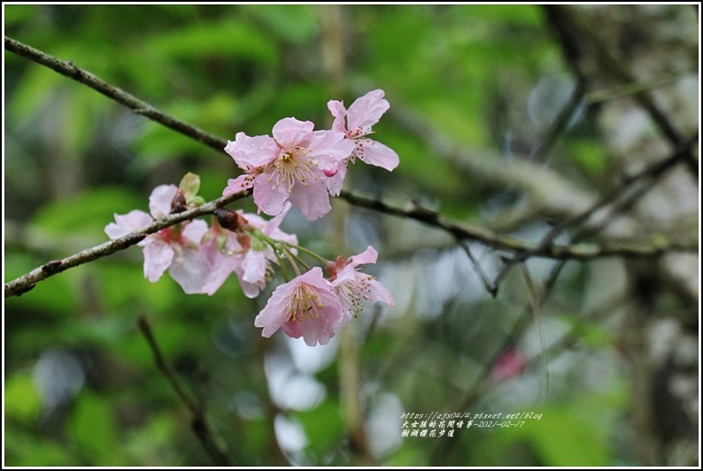 樹湖櫻花步道-2021-02-36.jpg