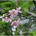 樹湖櫻花步道-2021-02-36.jpg