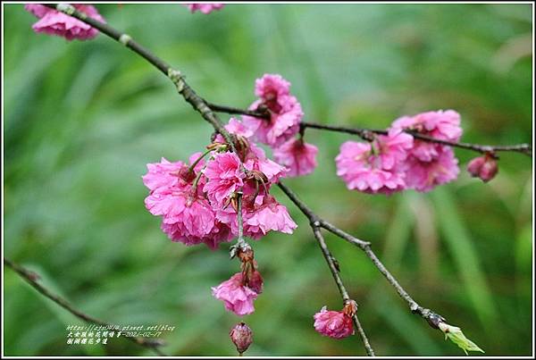 樹湖櫻花步道-2021-02-40.jpg