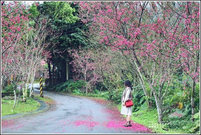 樹湖櫻花步道-2021-02-38.jpg