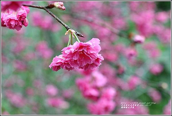 樹湖櫻花步道-2021-02-45.jpg