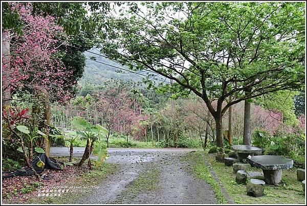 樹湖櫻花步道-2021-02-48.jpg