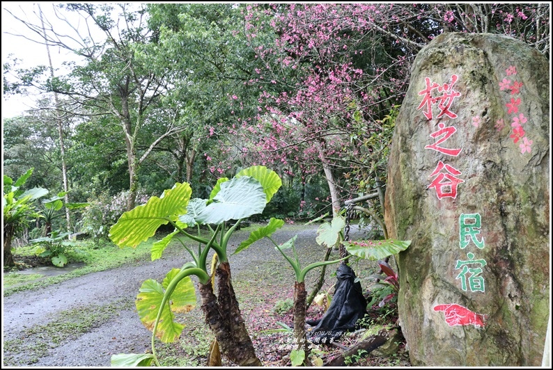 樹湖櫻花步道-2021-02-50.jpg