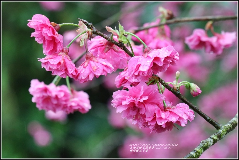 樹湖櫻花步道-2021-02-44.jpg