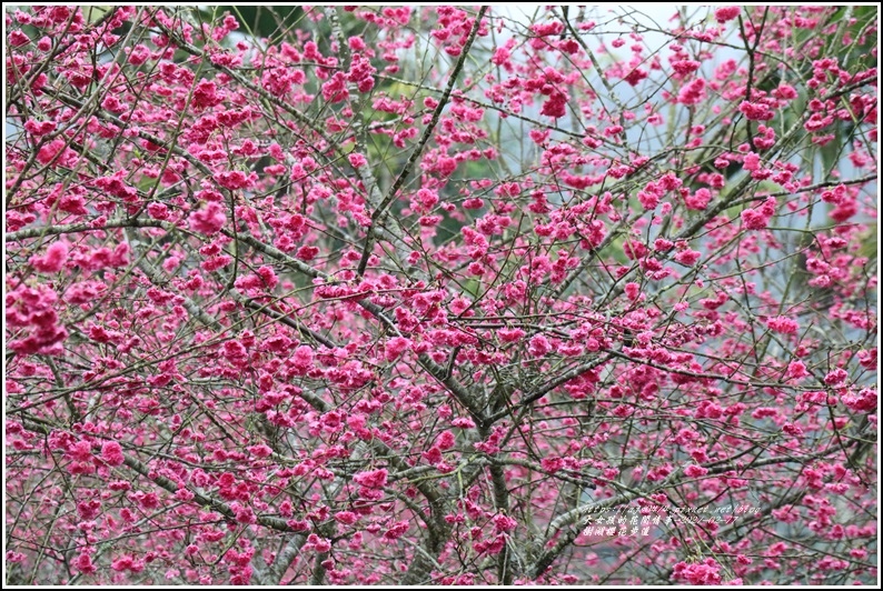 樹湖櫻花步道-2021-02-43.jpg