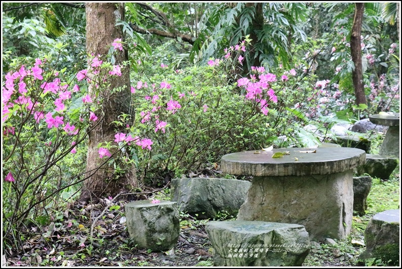 樹湖櫻花步道-2021-02-51.jpg