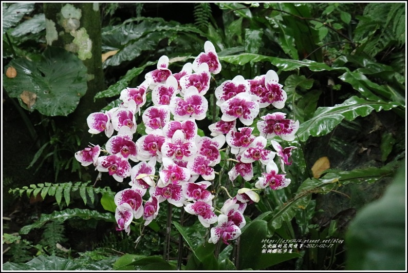 樹湖櫻花步道-2021-02-54.jpg