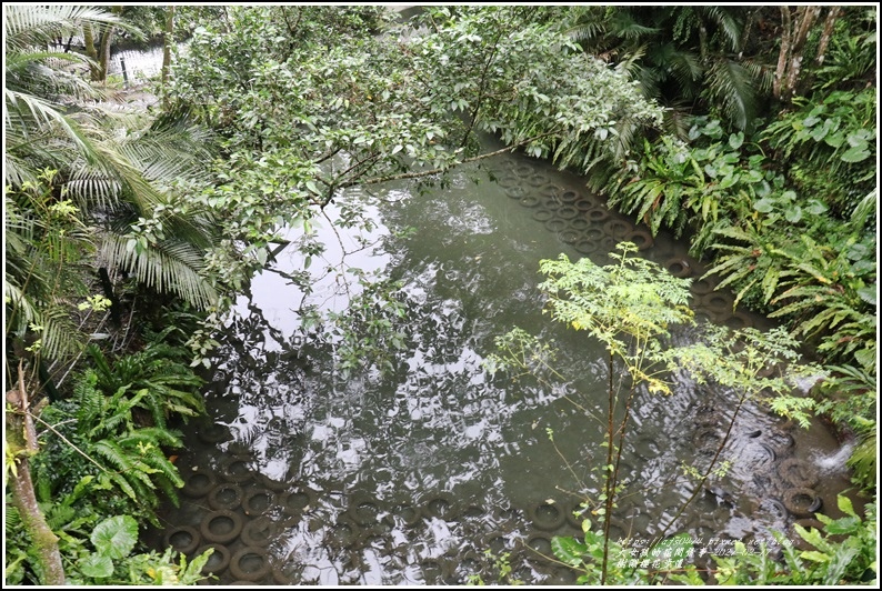 樹湖櫻花步道-2021-02-57.jpg