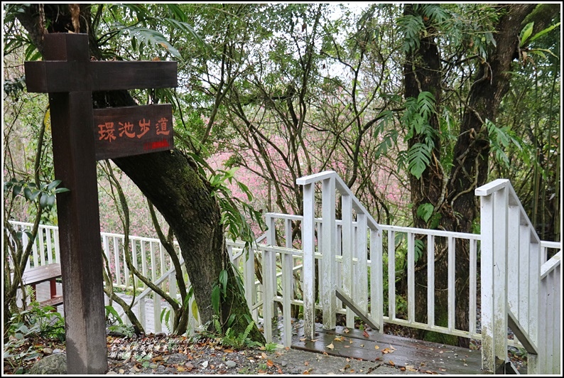 樹湖櫻花步道-2021-02-66.jpg