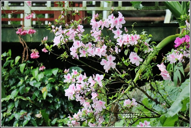 樹湖櫻花步道-2021-02-73.jpg