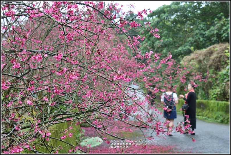 樹湖櫻花步道-2021-02-79.jpg