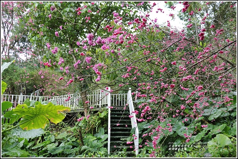 樹湖櫻花步道-2021-02-74.jpg