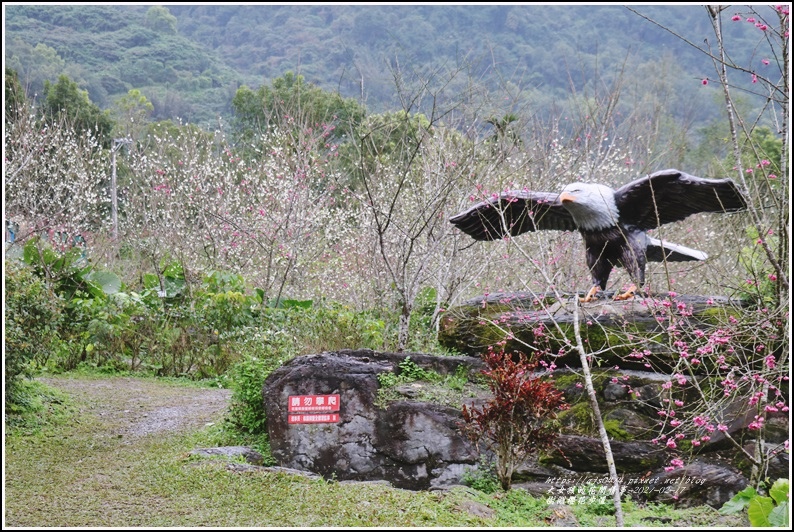 樹湖櫻花步道-2021-02-85.jpg