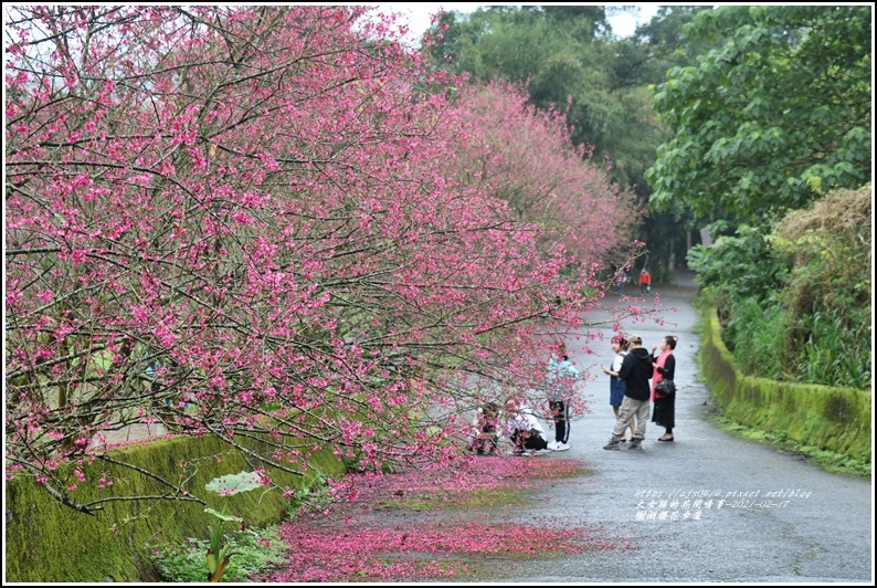 樹湖櫻花步道-2021-02-81.jpg