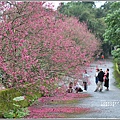 樹湖櫻花步道-2021-02-81.jpg