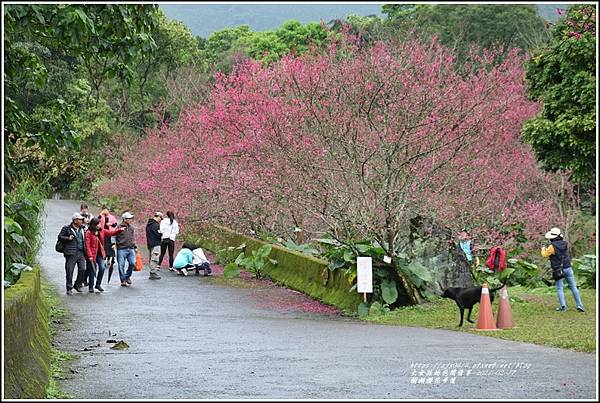 樹湖櫻花步道-2021-02-86.jpg