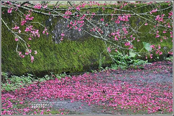 樹湖櫻花步道-2021-02-82.jpg