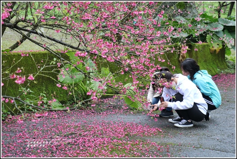 樹湖櫻花步道-2021-02-84.jpg