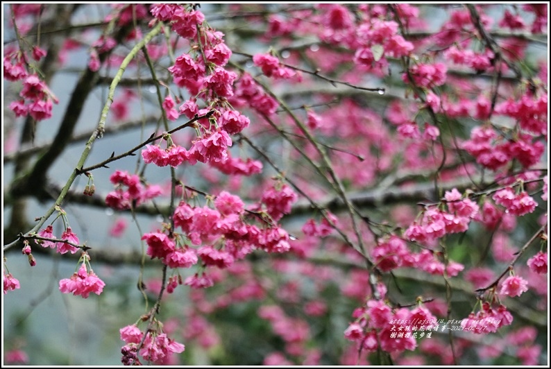 樹湖櫻花步道-2021-02-91.jpg