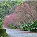 樹湖櫻花步道-2021-02-94.jpg