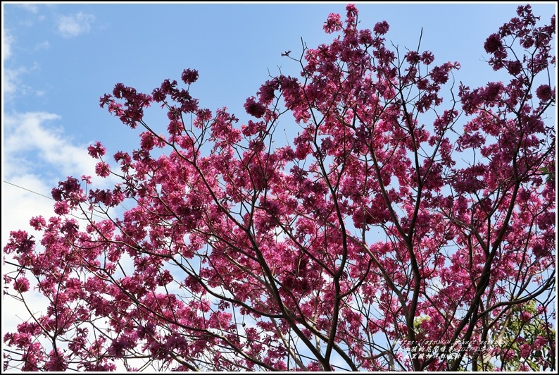 大禹里酸柑洋紅風鈴木-2021-03-16.jpg