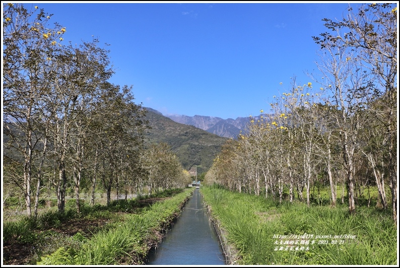 富源黃花風鈴木-2021-02-01.jpg