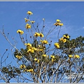 富源黃花風鈴木-2021-02-07.jpg