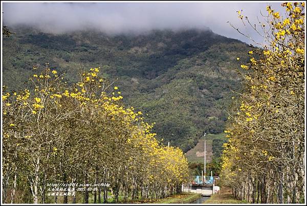 富源黃花風鈴木-2021-03-08.jpg