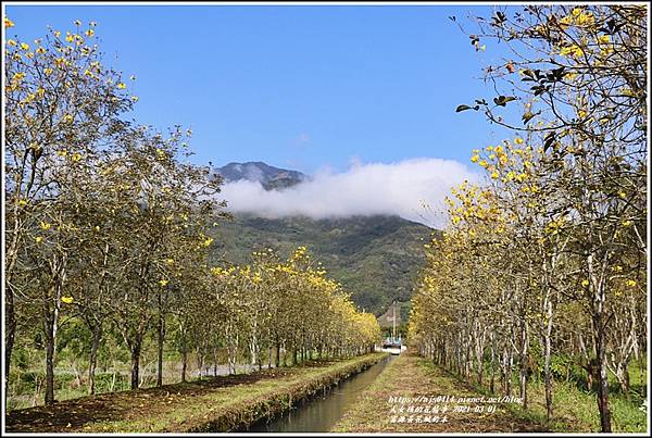 富源黃花風鈴木-2021-03-09.jpg