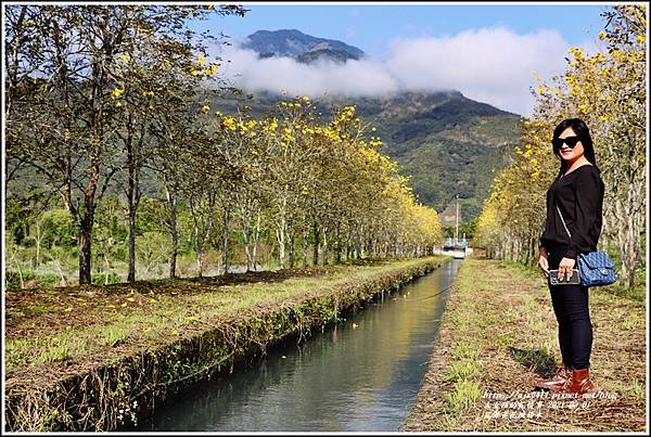 富源黃花風鈴木-2021-03-07.jpg