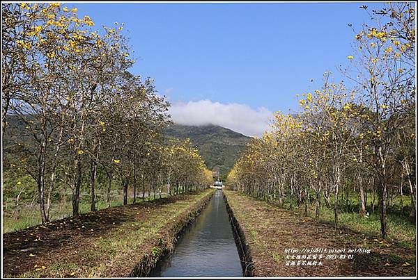 富源黃花風鈴木-2021-03-13.jpg