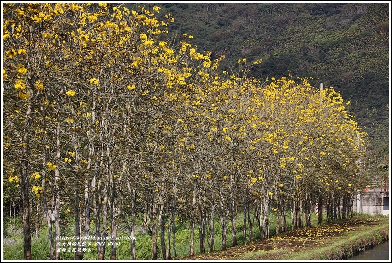 富源黃花風鈴木-2021-03-16.jpg