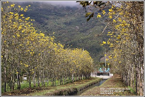 富源黃花風鈴木-2021-03-15.jpg