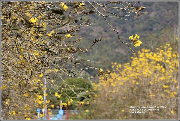 富源黃花風鈴木-2021-03-19.jpg