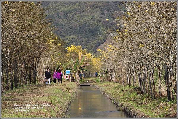 富源黃花風鈴木-2021-03-25.jpg