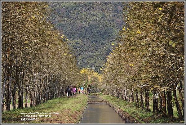 富源黃花風鈴木-2021-03-26.jpg