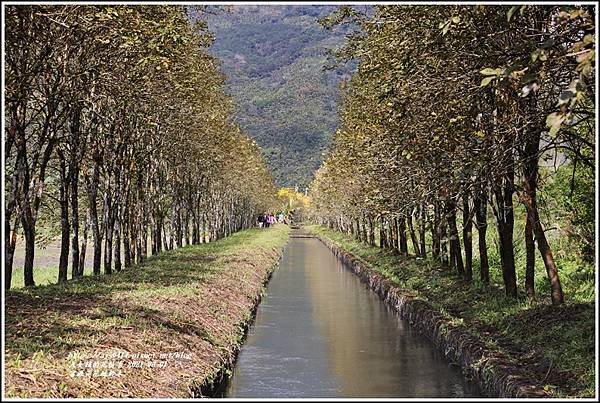 富源黃花風鈴木-2021-03-27.jpg