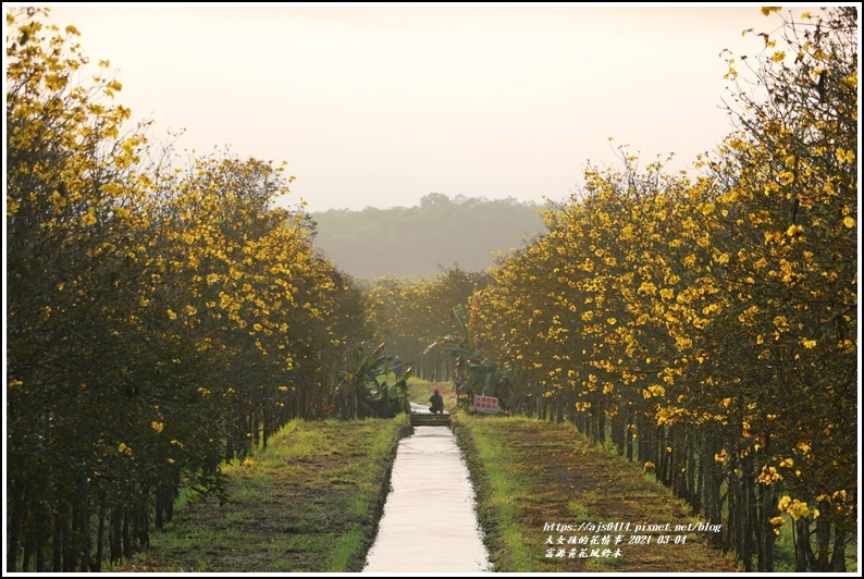 富源黃花風鈴木-2021-03-30.jpg