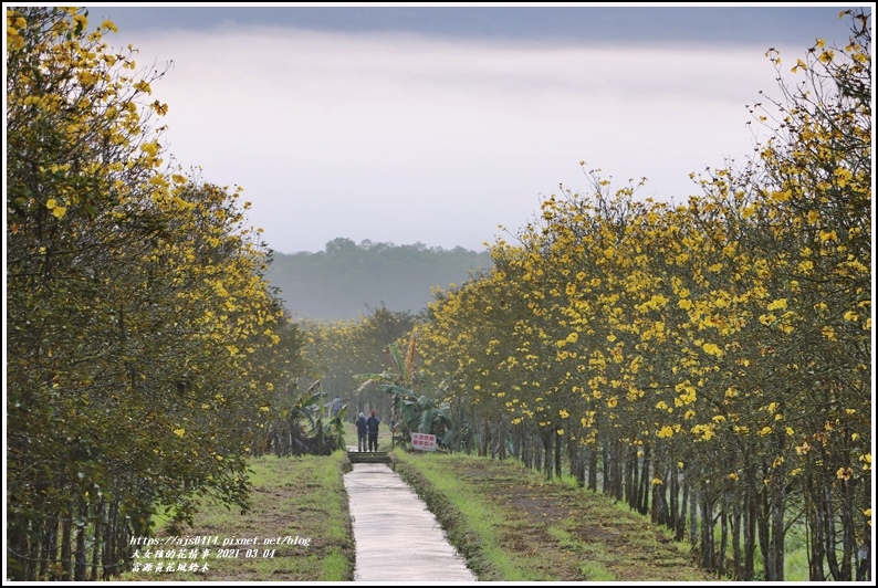 富源黃花風鈴木-2021-03-29.jpg