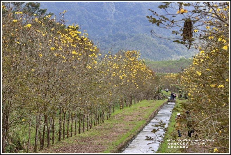 富源黃花風鈴木-2021-03-35.jpg