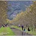 富源黃花風鈴木-2021-03-38.jpg