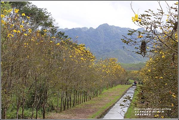 富源黃花風鈴木-2021-03-36.jpg