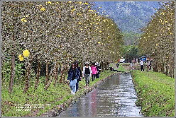 富源黃花風鈴木-2021-03-39.jpg