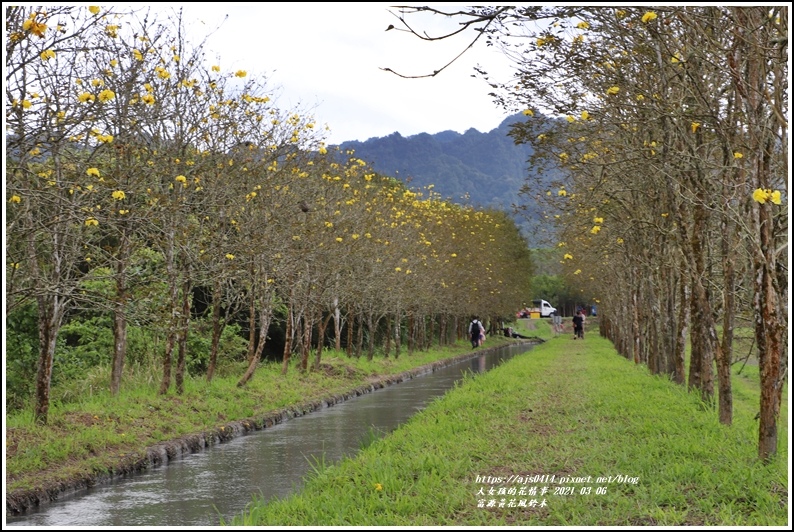 富源黃花風鈴木-2021-03-42.jpg