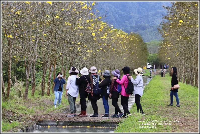 富源黃花風鈴木-2021-03-43.jpg