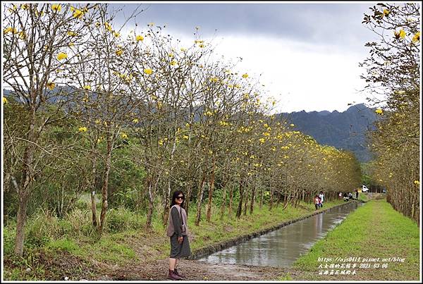 富源黃花風鈴木-2021-03-52.jpg