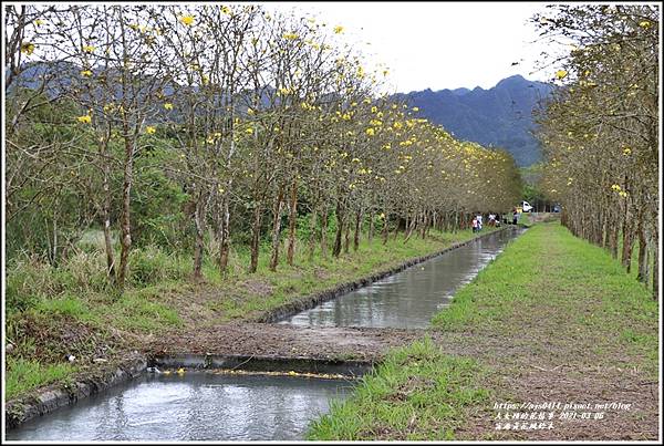 富源黃花風鈴木-2021-03-53.jpg