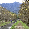 富源黃花風鈴木-2021-03-51.jpg